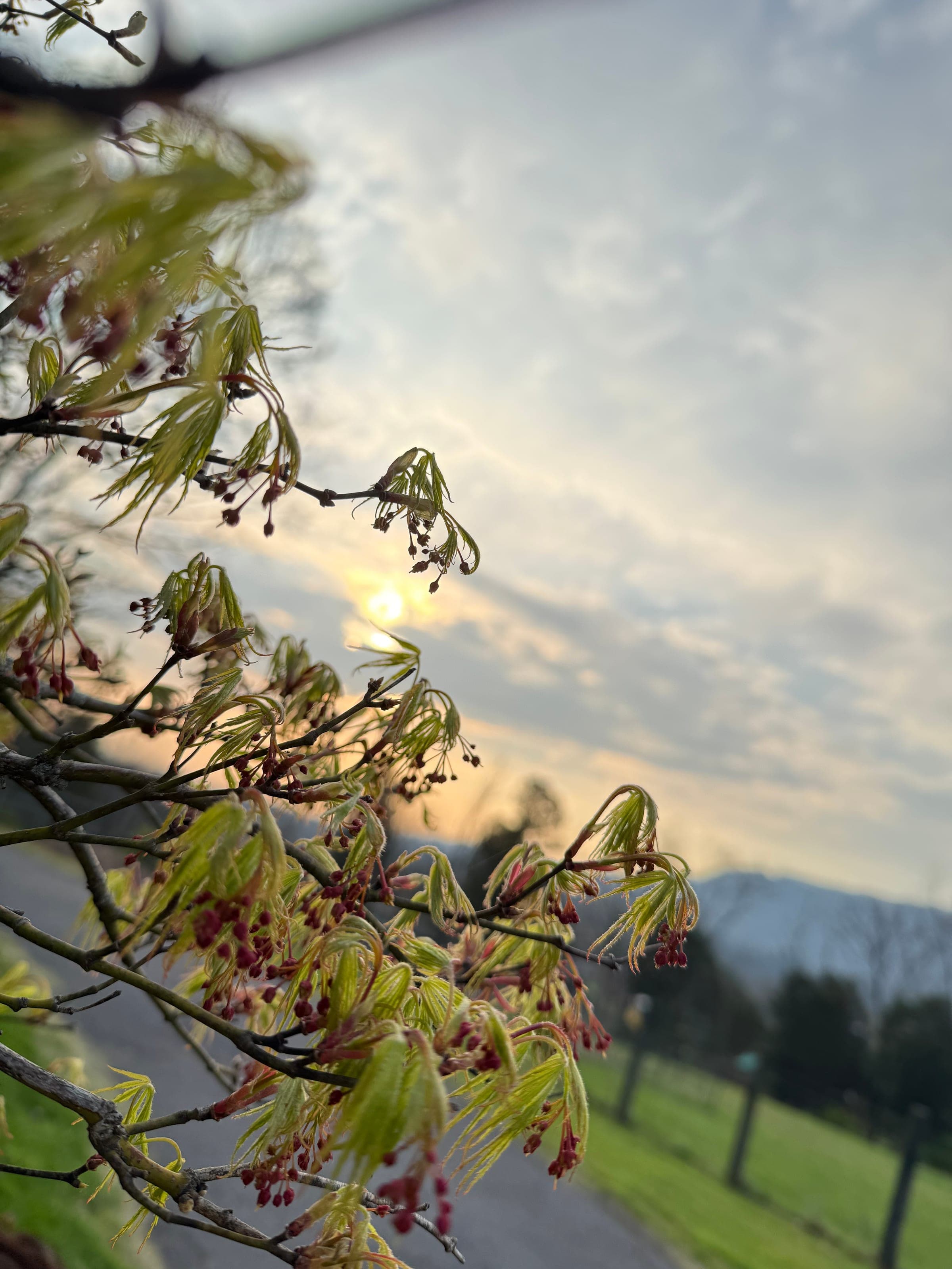 Wildflowers releasing pollen in East Tennessee spring