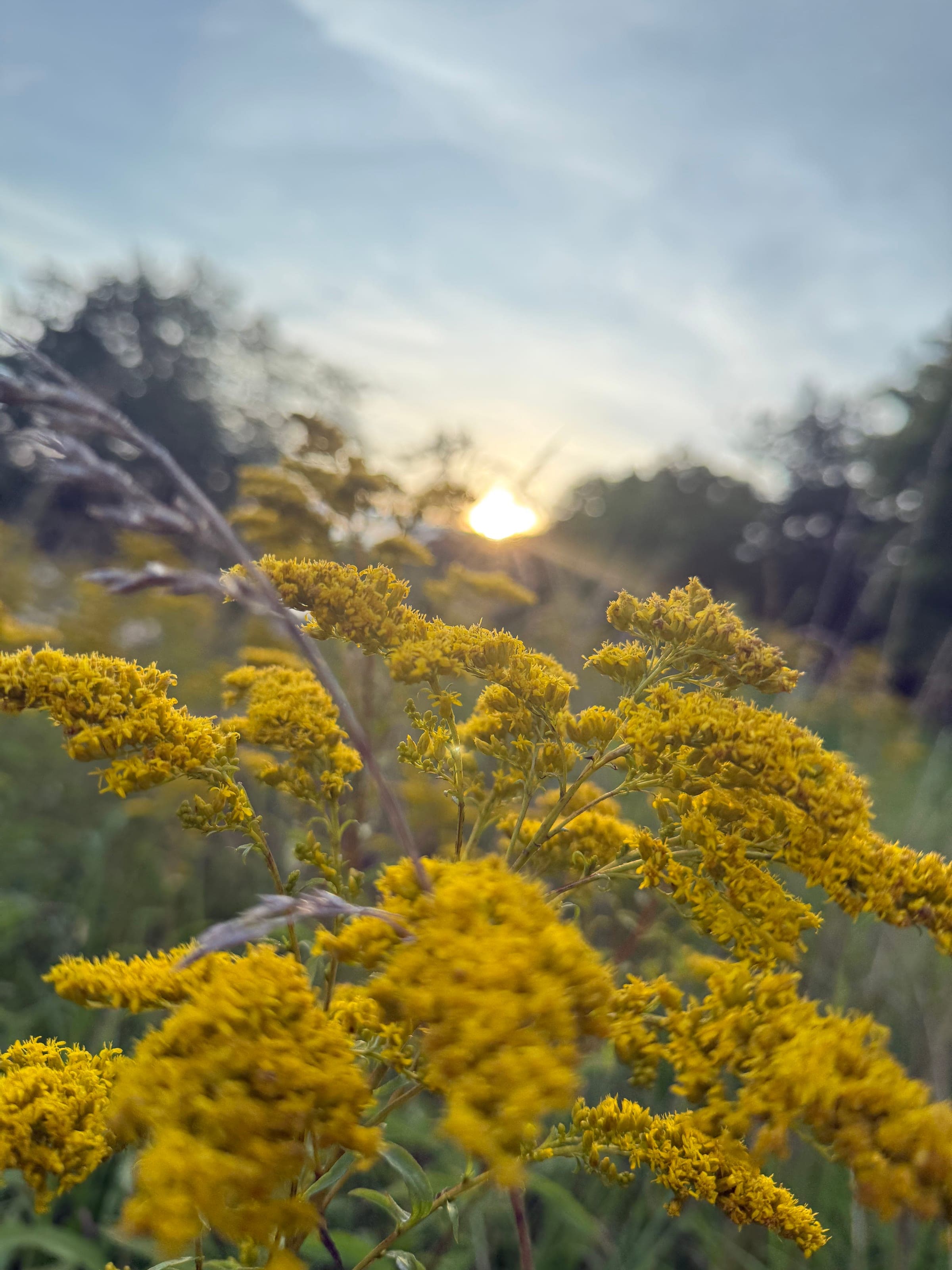 Goldenrod in bloom, a common late-summer allergen
